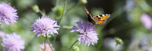 Insektenfreundlicher Garten – gestalte mit Die Holzwarenfabrik dein Outdoor-Paradies für Bienen, Schmetterlinge & Co.!