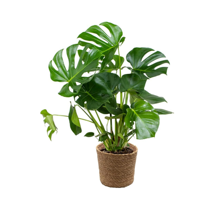 Monstera Deliciosa - Fensterblatt - Zimmerpflanzen - Pflegeleicht